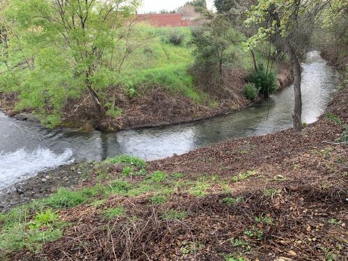 American River creek.
